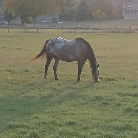 Апартаменты Eva