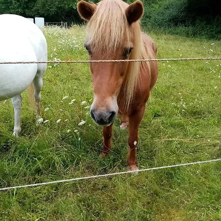 Апартаменты Eva *